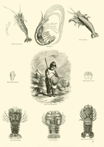 Page du Musée Pictural de la Nature Animée - English School