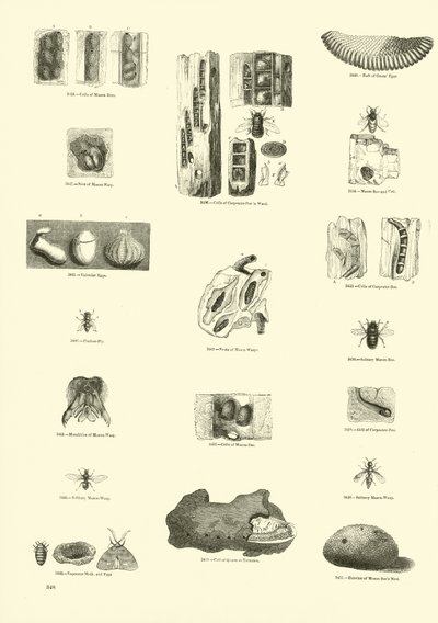 Page du Musée Pictural de la Nature Animée - English School