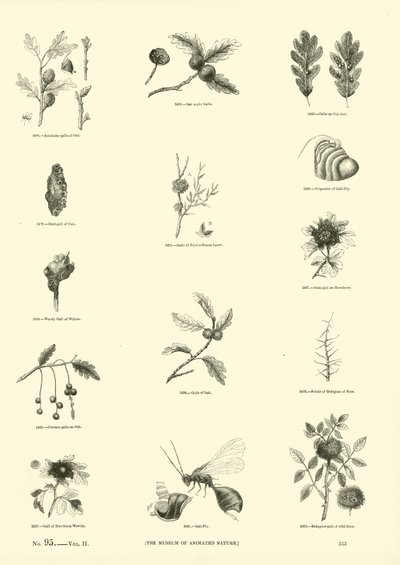 Page du Musée Pictural de la Nature Animée - English School