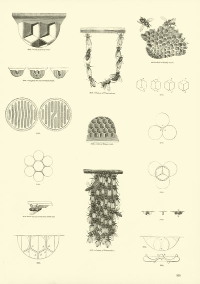 Page du Musée Pictural de la Nature Animée - English School