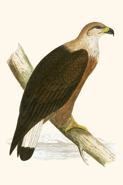 Pygargue de Pallas, illustration de 
