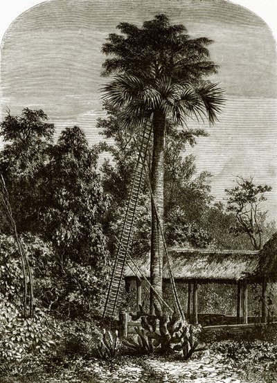 Palmier dans le grand Andaman - English School