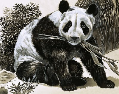 Panda - English School