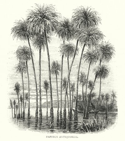 Papyrus Antiquorum (gravure) - English School