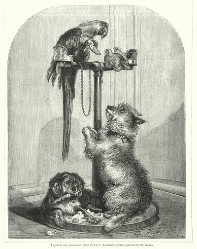 Perroquet et chiens - English School