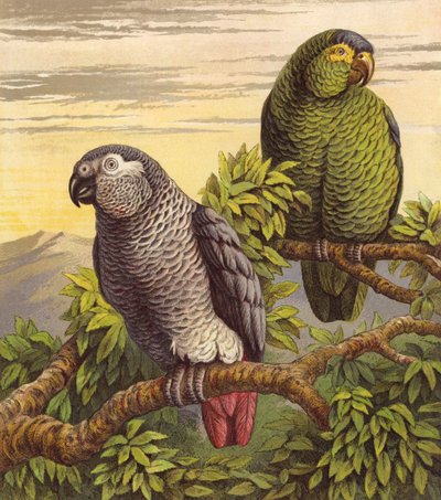 Perroquets (lithographie en couleur) - English School