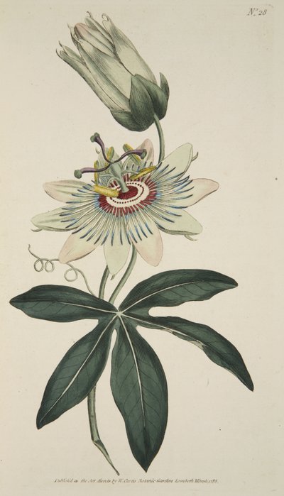 Passiflora Coerulea (Fleur de la Passion Commune), tirée de The Botanical Magazine or Flower Garden Displayed, pub. 1786 - English School