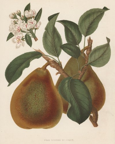 Poire Doyenné du Comice - English School