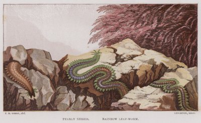 Nereis nacrée, Ver-feuille arc-en-ciel (lithographie en couleur) - English School