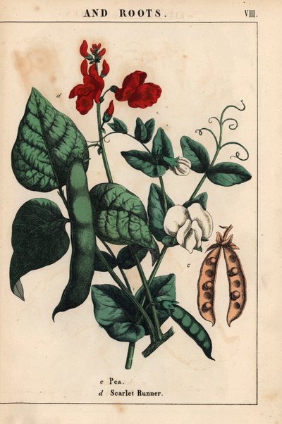 Pois et haricots d