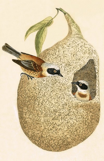Mésange rémiz, illustration de 