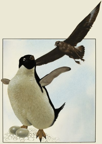 Pingouin avec des œufs, avec un autre oiseau planant au-dessus - English School