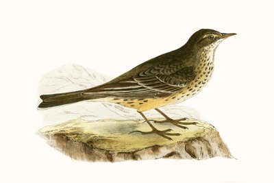 Pipit de Pennsylvanie, illustration de 