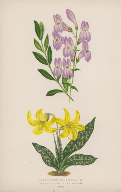 Pentstemon Crassifolium ; Érythronium Américain (lithographie en couleur) - English School