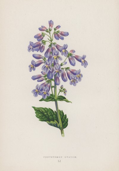 Pentstemon Ovatum (lithographie en couleur) - English School
