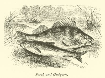 Perche et goujon - English School