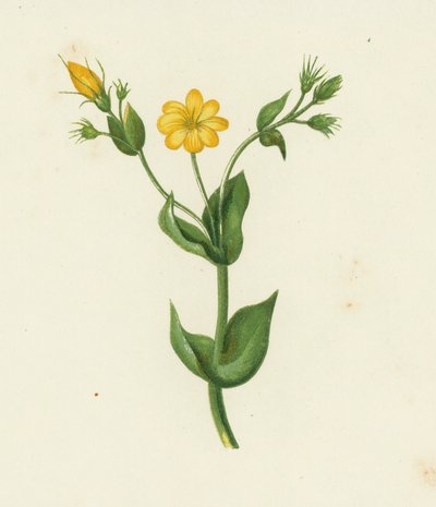 Chlore perfoliée, Chlora Perfoliata - English School