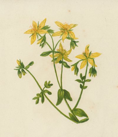 Millepertuis perforé, Hypericum Perforatum - English School
