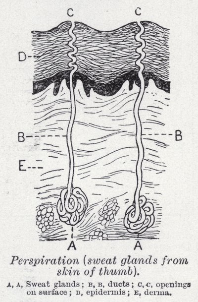 Transpiration, glandes sudoripares de la peau du pouce - English School
