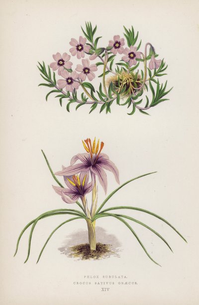Phlox Subulata ; Crocus Sativus Graecus (lithographie en couleur) - English School
