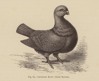 Pigeons : Leghorn Runt, d