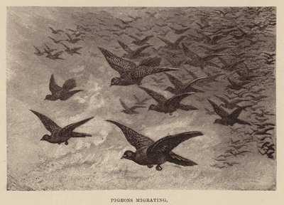 Migration des pigeons - English School