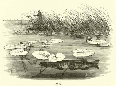 Brochet - English School