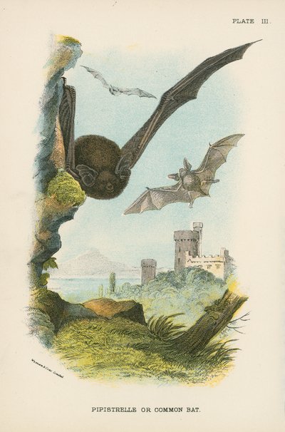 Pipistrelle ou Chauve-souris Commune - English School