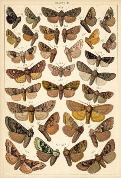 Planche de Nos papillons et mites du pays - English School