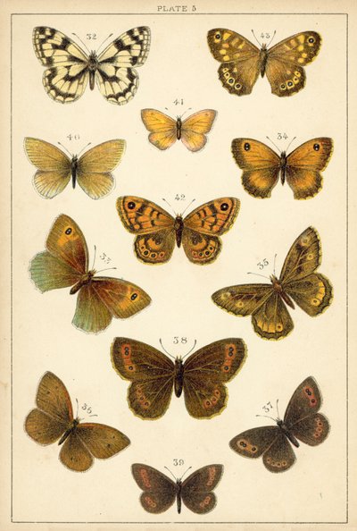 Planche de Nos papillons et mites du pays - English School