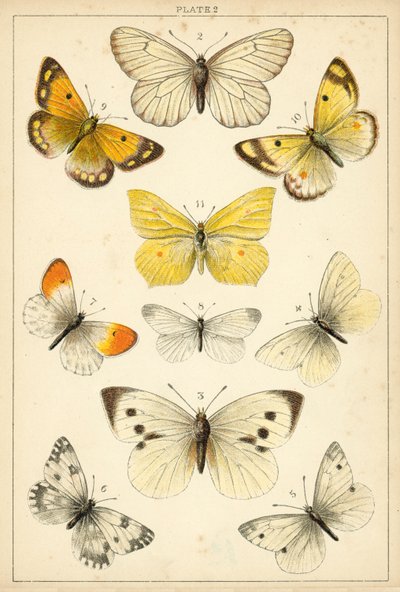 Planche de Nos papillons et mites du pays - English School