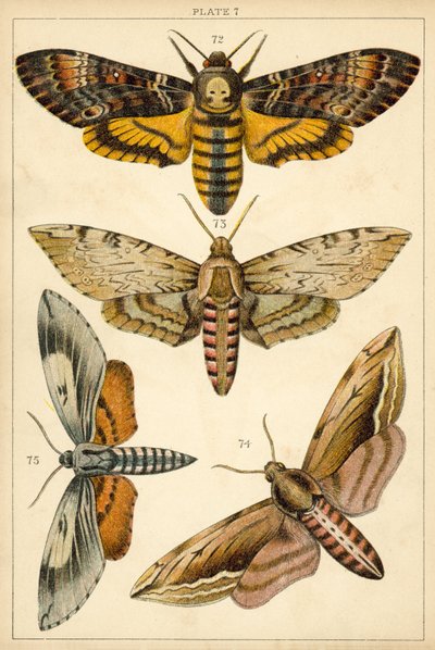 Planche de Nos papillons et mites du pays - English School