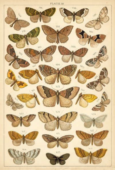 Planche de Nos papillons et mites du pays - English School
