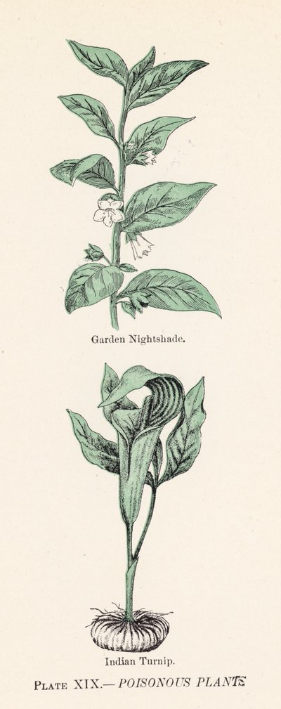 Plantes vénéneuses - English School