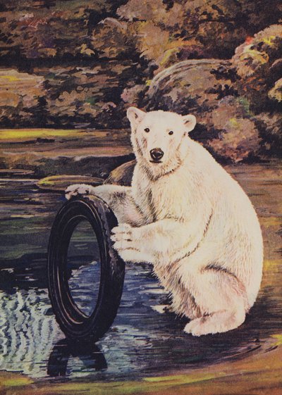 Ours polaire jouant avec un pneu au zoo - English School