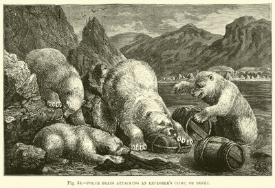Ours polaires attaquant une cache ou un dépôt d