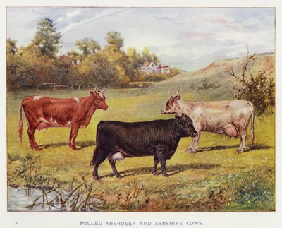 Vaches Aberdeen et Ayrshire sans cornes - English School