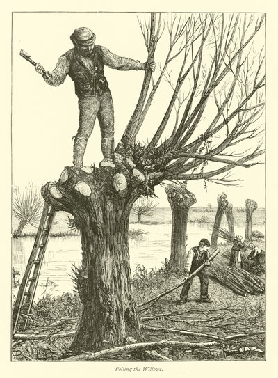 Élagage des saules - English School