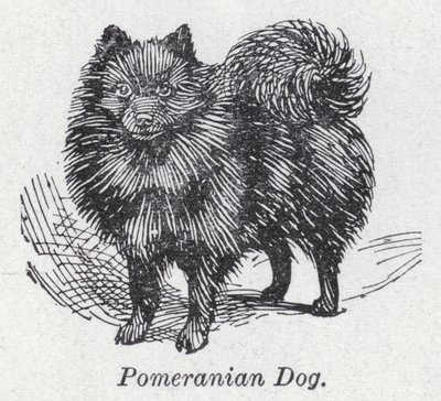 Chien poméranien - English School