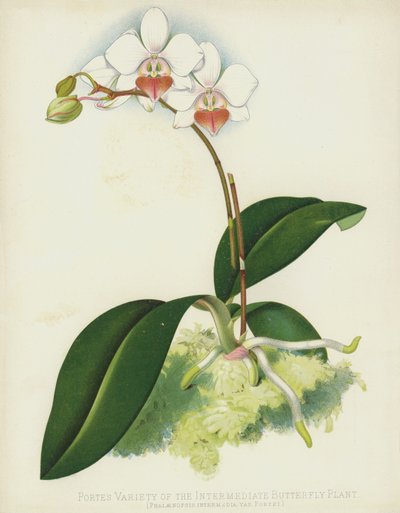 La Variété de Porte de la Plante Papillon Intermédiaire, Phalaenopsis Intermedia, var Portei - English School