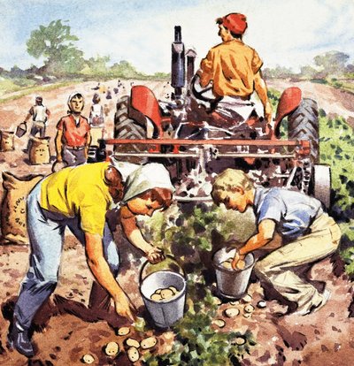 Récolte de pommes de terre - English School