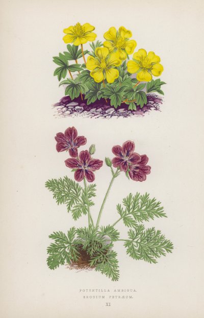 Potentilla Ambigua; Erodium Petraeum - English School