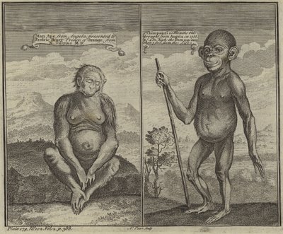Primates d