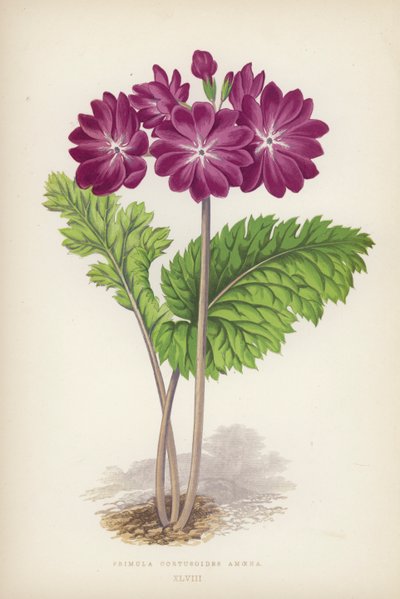 Primevère Cortusoides Amoena (lithographie en couleur) - English School