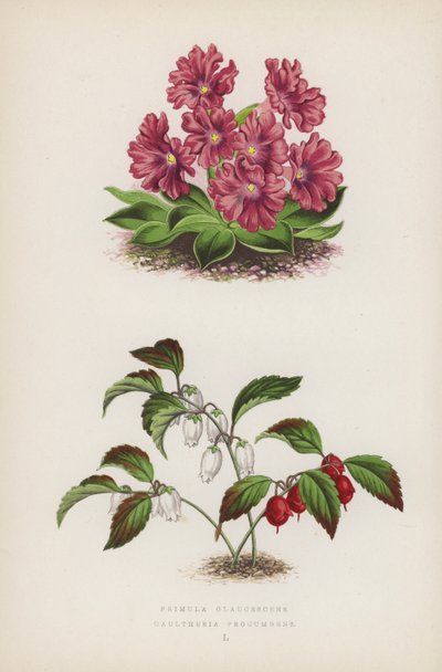 Primula Glaucescens; Gaultheria Procumbens - English School