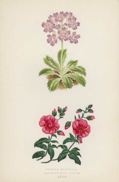 Primula Marginata; Helianthemum Roseum - English School