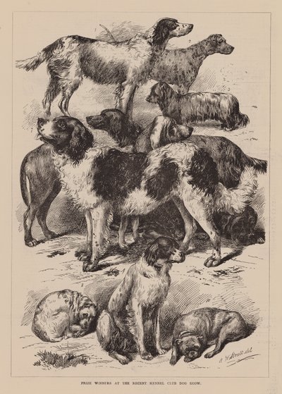 Gagnants des prix à la récente exposition canine du Kennel Club (gravure) - English School