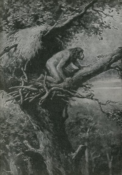 Probablement arboricole - English School