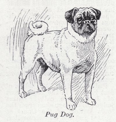 Chien carlin (lithographie) - English School