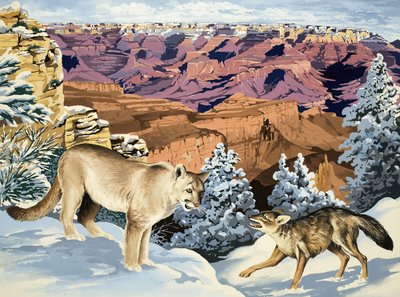 Puma et coyote se rencontrent au parc national du Grand Canyon - English School
